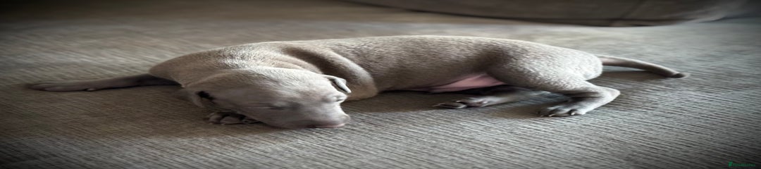 George (Blue Male – Lighter Coat)