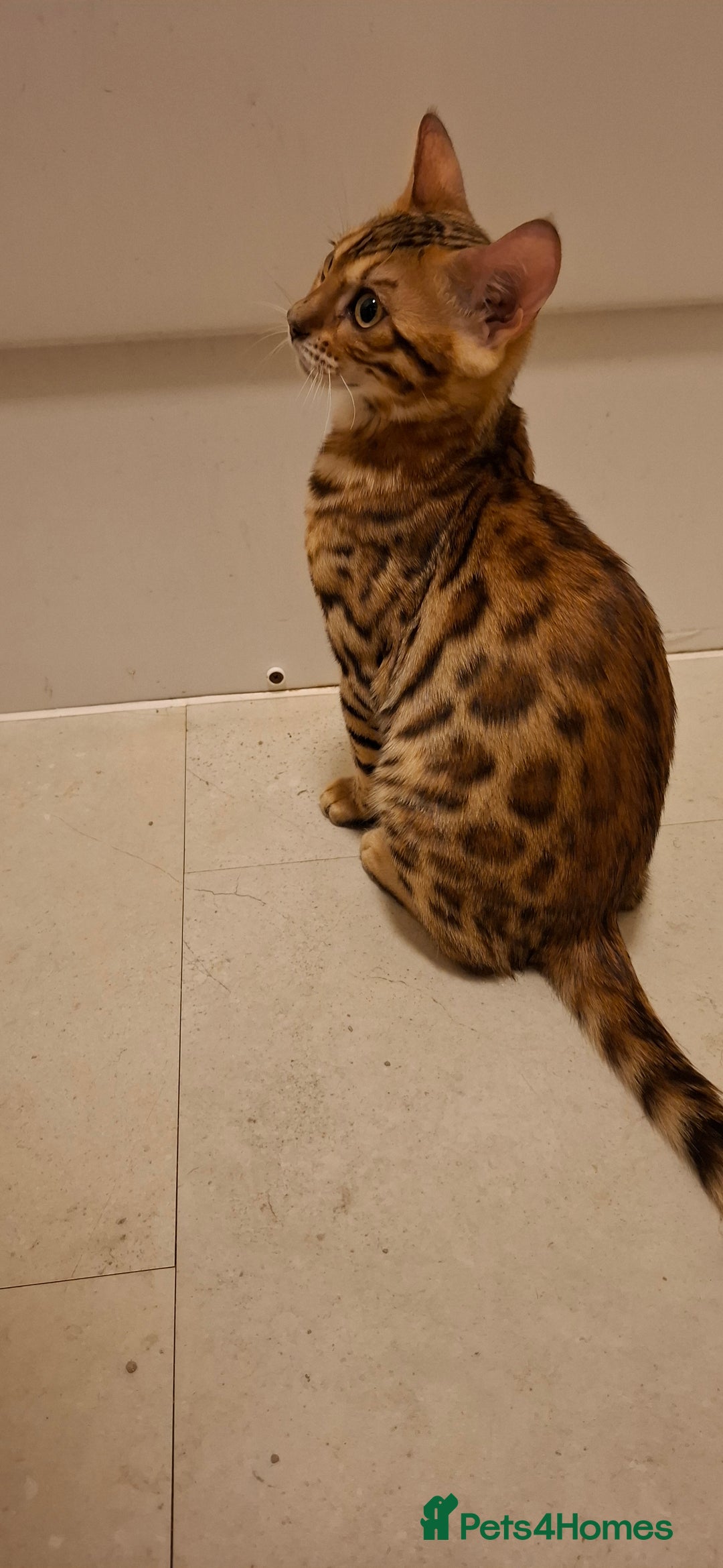 Bengal cats for sale: Pure Bengal kittens  in Cheltenham - Image 11
