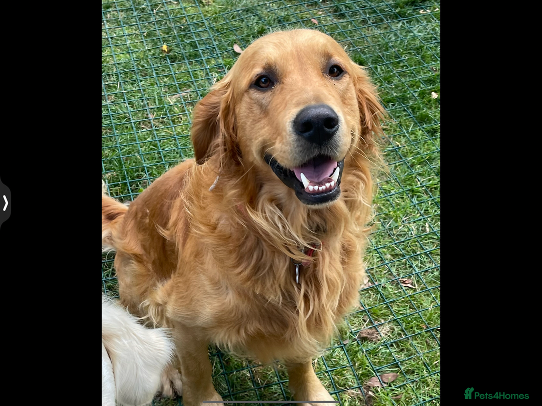 Golden Retriever dogs for sale: Working Line KC reg golden retriever puppies  - Advert 4