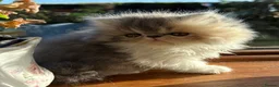 Exotic cats for sale: 2 Exotic kittens both fluffy male and female  - Advert 19