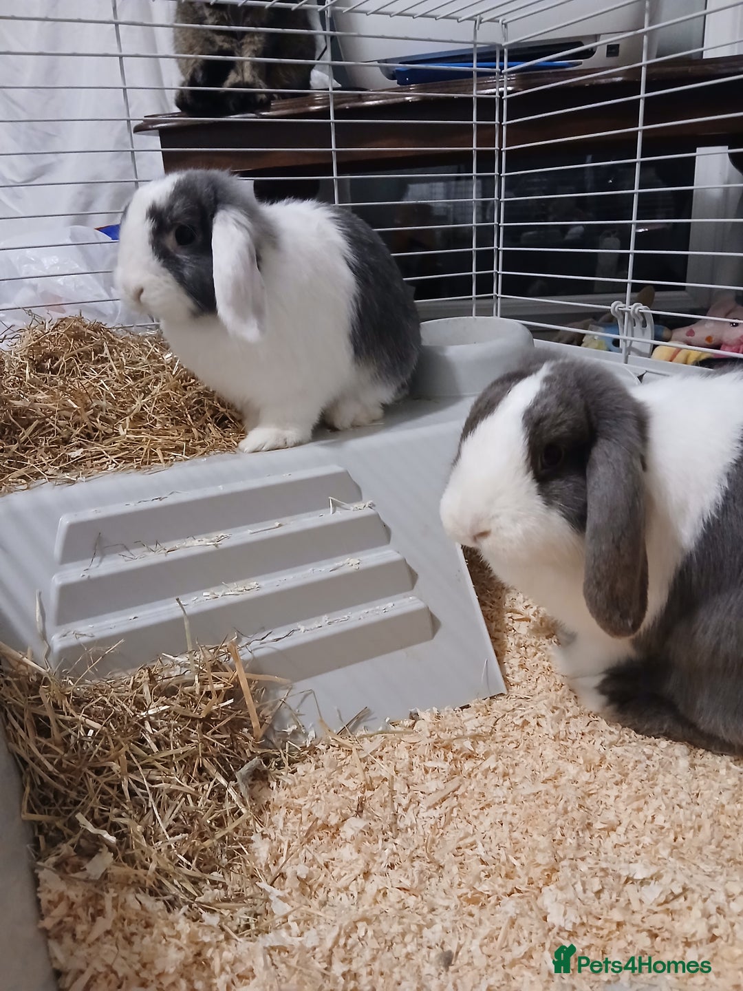 French Lop rabbits for sale: Female rabbit and large indoor cage - Advert 1