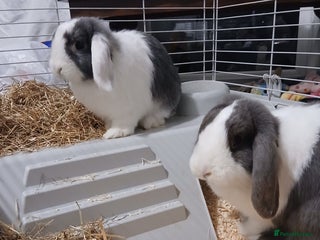 French Lop rabbits Female rabbit and large indoor cage - Advert 1