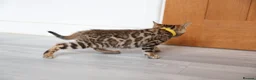 Bengal cats for sale: Beautiful Bengal Kittens For Sale  - Advert 8