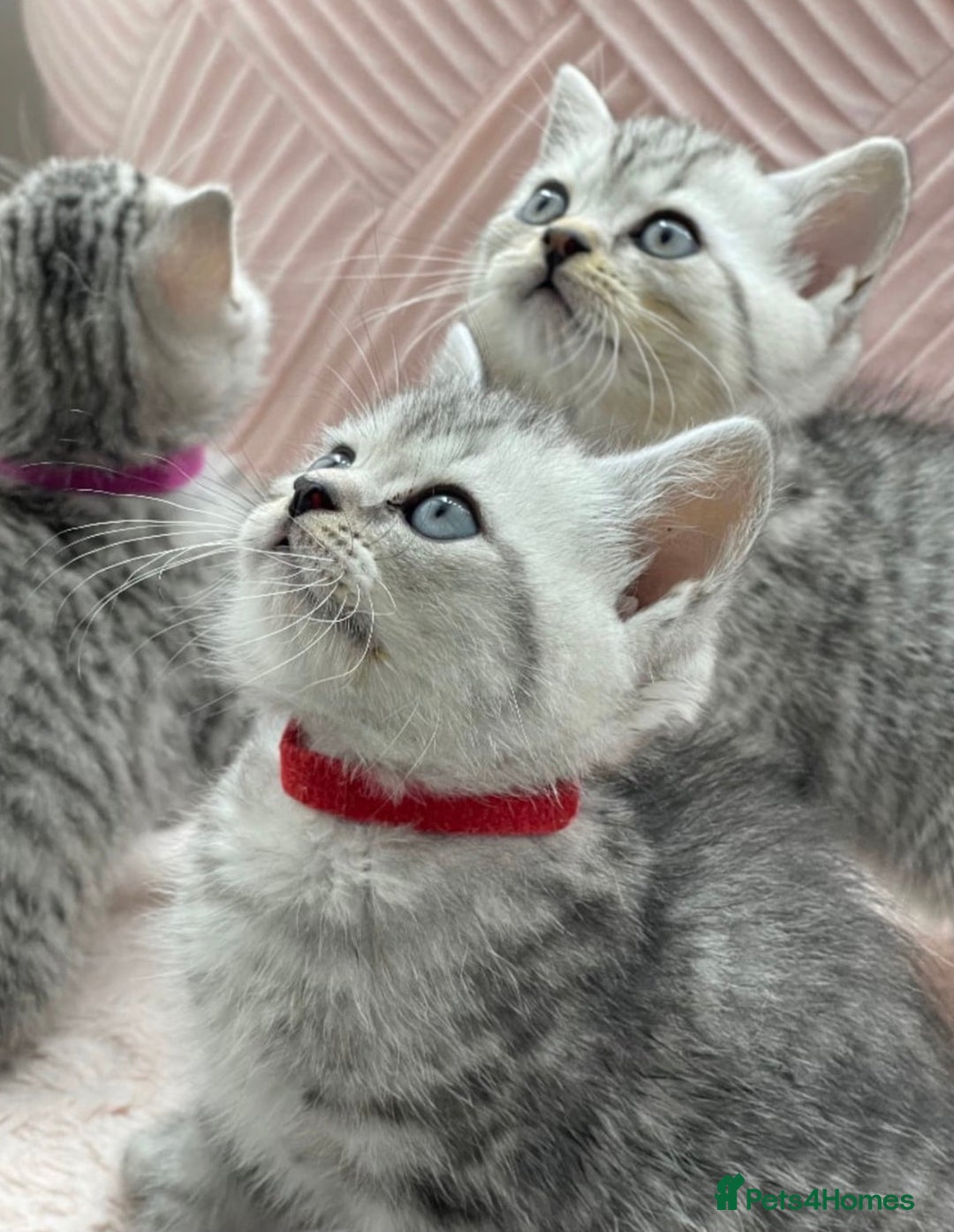 British Shorthair cats for sale: Champion Line Gorgeous BritishShortHair Kittens 🩷 - Image 12