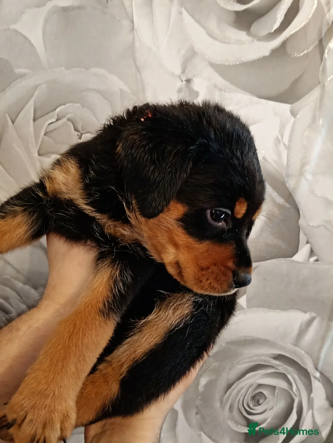 Mixed Breed dogs for sale: Amazing rottweiler cross border collie puppies.  - Advert 5