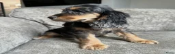 Cocker Spaniel dogs for sale: Spaniel boys needing homes - Advert 8