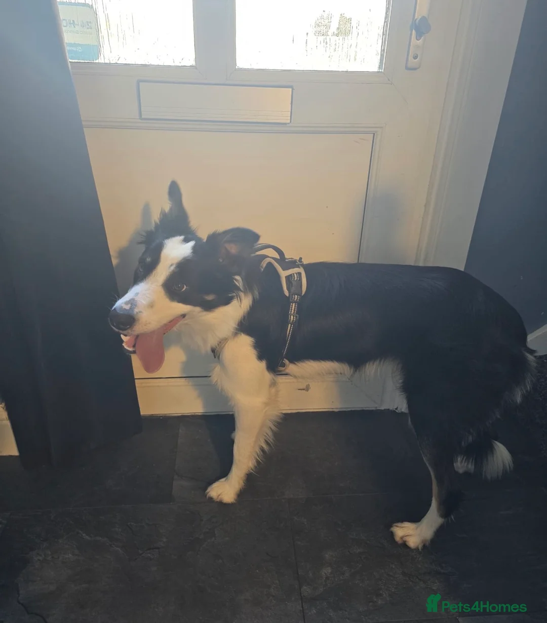 Mixed Breed dogs for sale: Stunning Border Collie Cross Puppies Family Raised - Advert 40