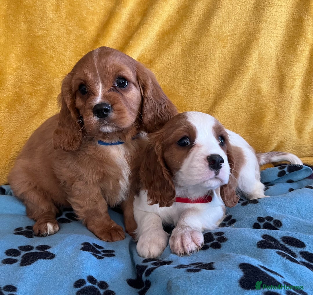 Cavalier King Charles Spaniel dogs for sale: Stunning cavalier King Charles puppies  - Image 5