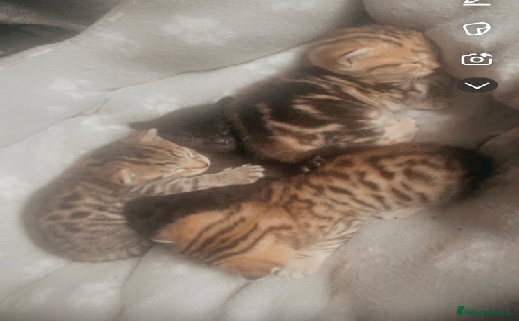 Bengal cats - Advert 1