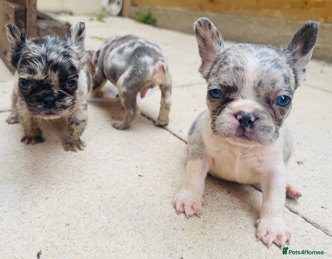 French Bulldog dogs for sale: French bulldogs - Image 33