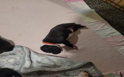 Staffordshire Bull Terrier dogs for sale: Full Staffordshire Bull Terrior puppies for sale - Image 12