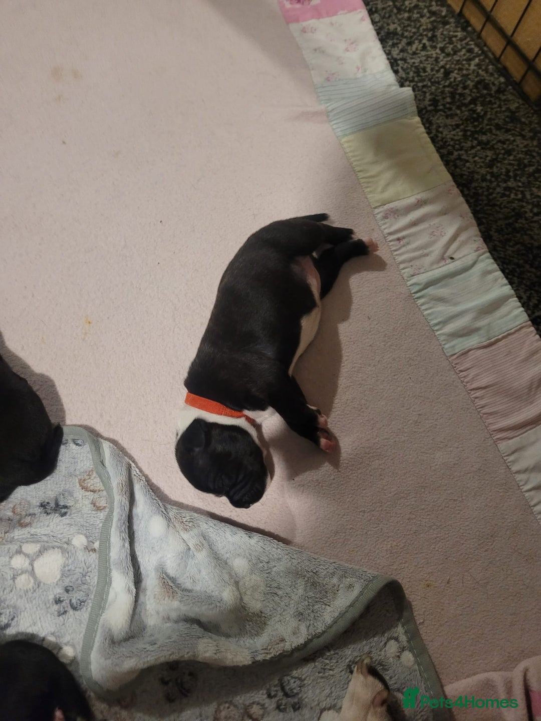 Staffordshire Bull Terrier dogs for sale: Full Staffordshire Bull Terrior puppies for sale - Image 12