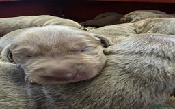 Labrador Retriever dogs for sale: Gorgeous KC Silver Labrador Puppies. - Image 12
