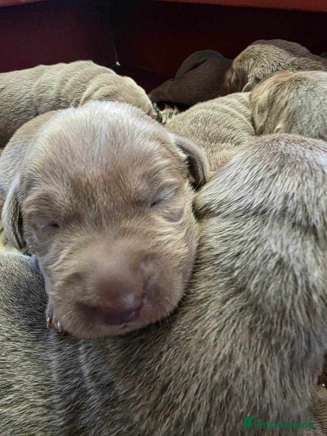 Labrador Retriever dogs for sale: Gorgeous KC Silver Labrador Puppies. - Image 12