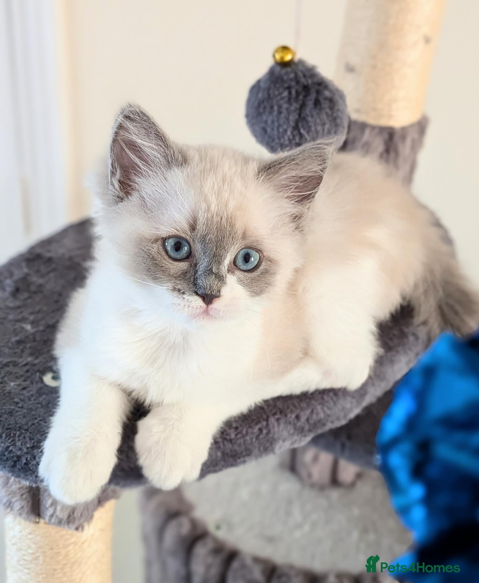 Ragdoll cats 💛 LAST KITTEN • GCCF Champion Ragdoll Boy  - Advert 2