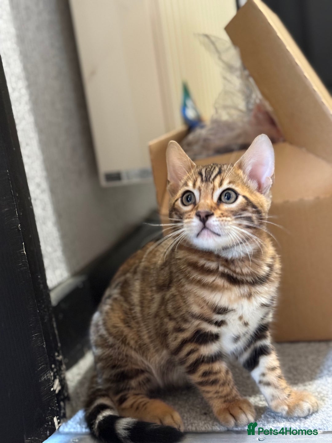 Bengal cats for sale: Pedigree TICA registered Bengal Kittens - Advert 10