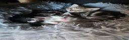 Norwegian Forest Cat cats for sale: Beautiful Norwegian forest kittens 2x boy, 2x girl - Advert 3