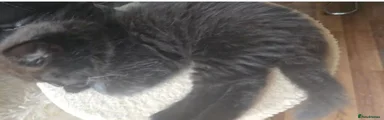 Scottish Fold 3