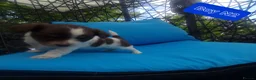 Chihuahua dogs for sale: Beautiful puppies for sale in Diss - Advert 12