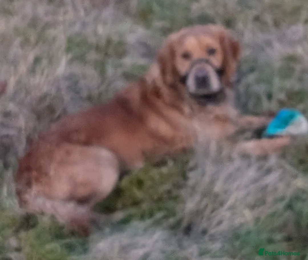 Golden Retriever dogs for stud: Catrigg macadamia (MAX) - Advert 1