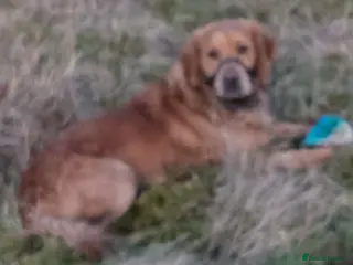 Golden Retriever dogs Catrigg macadamia (MAX) - Advert 1