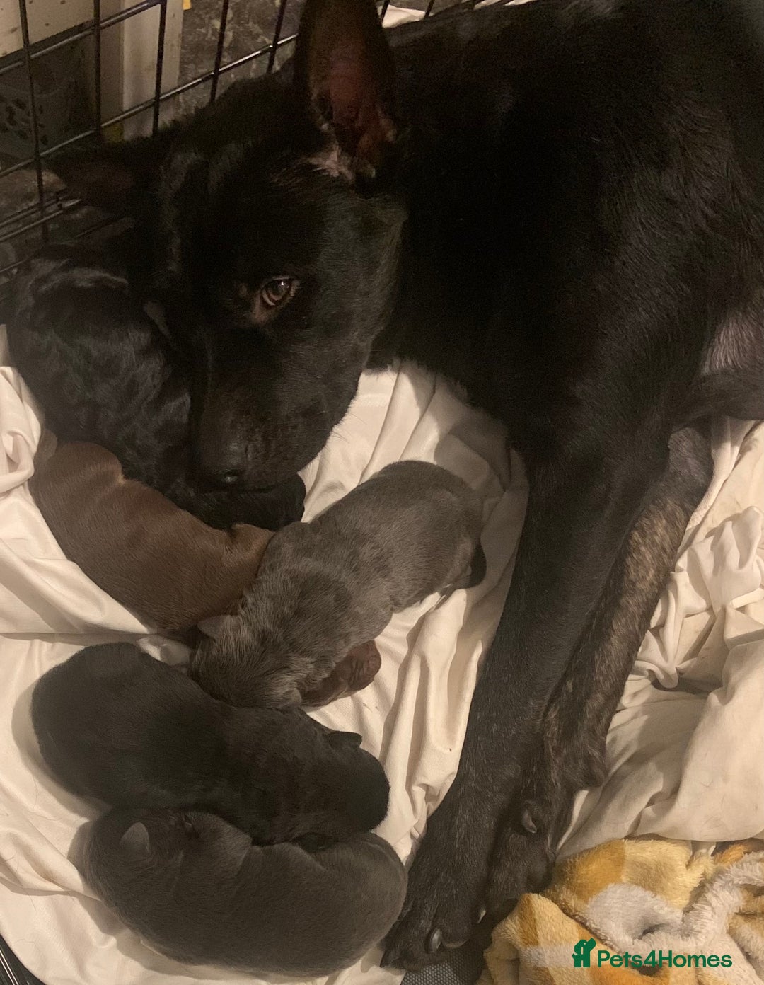 Mixed Breed dogs for sale: Rotti X puppies  - Advert 7