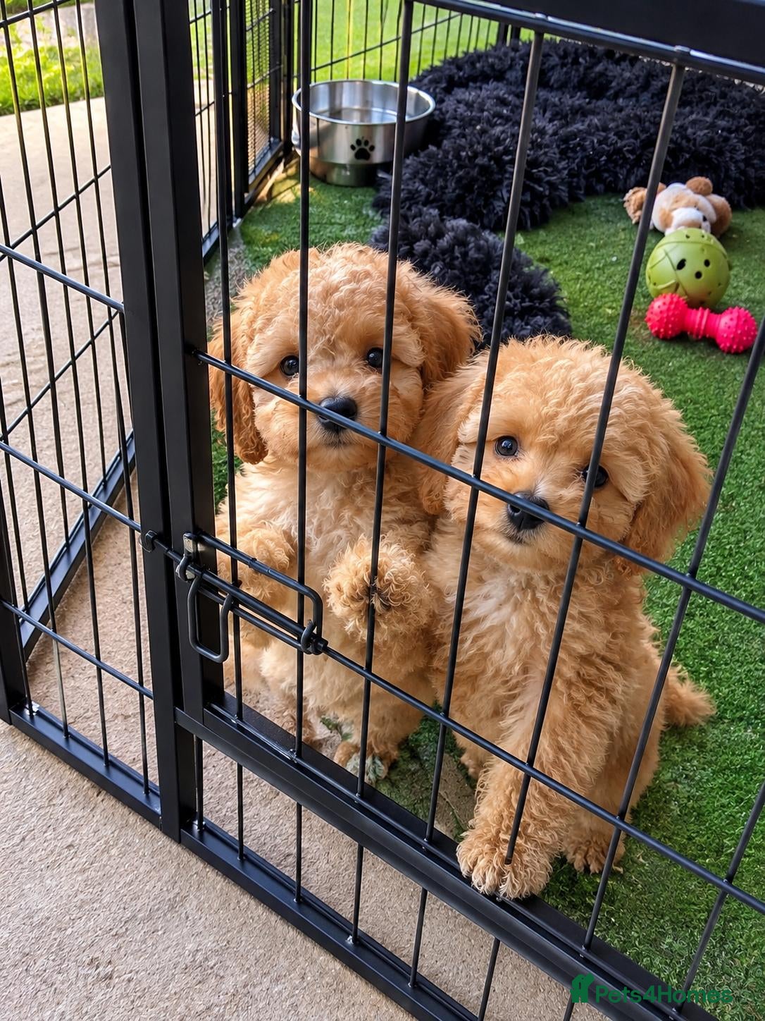 Cockapoo dogs 5 Cockapoo ready now liensed breeder  - Advert 19