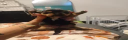 Mixed Breed dogs for sale: Jack Russell - mini Yorkie pups for sale - Advert 7
