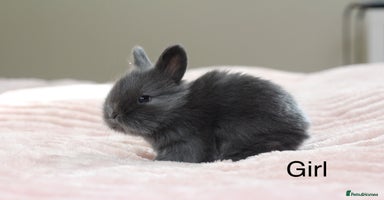 Angora rabbits - Advert 11