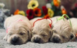 Golden Retriever dogs for sale: Fully health tested clear golden retriever puppies - Image 19