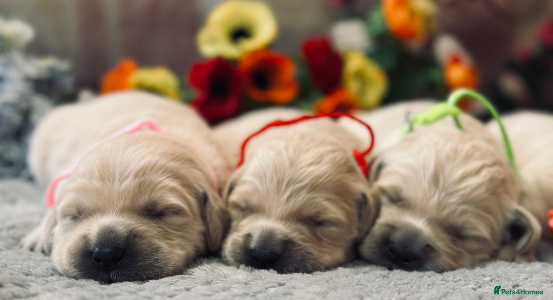 Golden Retriever dogs for sale: Fully health tested clear golden retriever puppies - Image 19