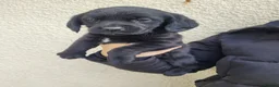 Mixed Breed dogs for sale: 3 beautiful springador girl puppy's  in Pontypool - Advert 3