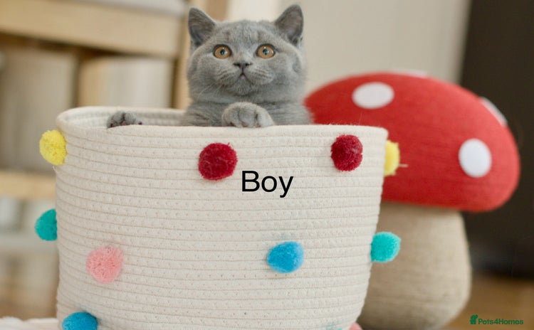 British Shorthair cats - Advert 3