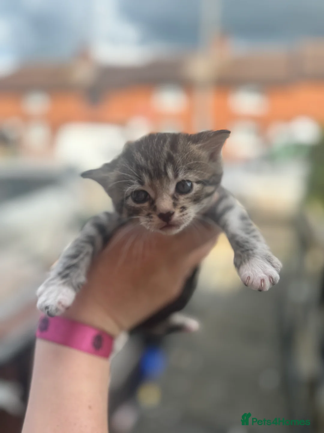 Mixed Breed cats for sale: Gorgeous litter of kittens  - Advert 2