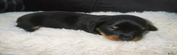Miniature Dachshund dogs for sale: KC Registered Miniature Dachshund Puppies - Advert 23