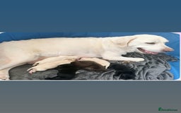 Labrador Retriever dogs for sale: Show Type Chunky Labradors  - Image 9