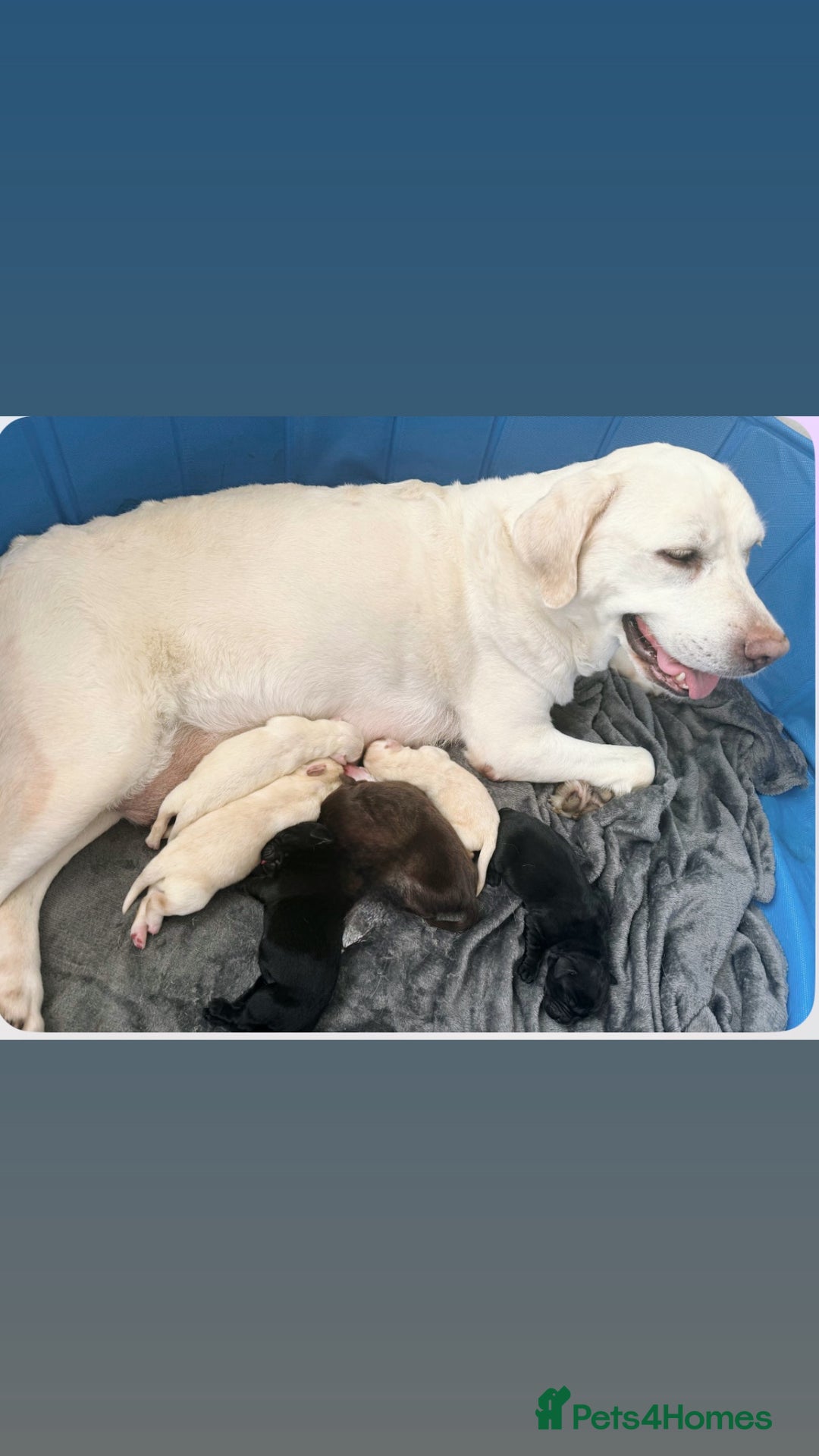 Labrador Retriever dogs for sale: Show Type Chunky Labradors  - Image 9