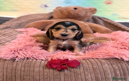 Cocker Spaniel dogs for sale: Beautiful cocker spaniels DNA clear  - Image 20