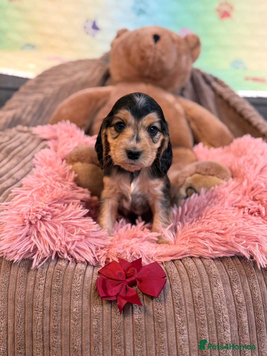 Cocker Spaniel dogs for sale: Beautiful cocker spaniels DNA clear  - Image 20