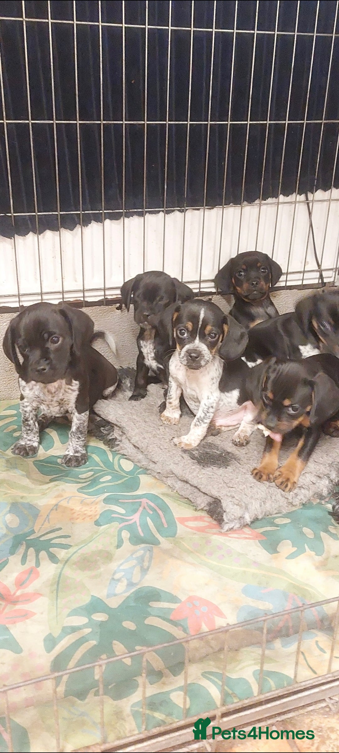 Mixed Breed dogs for sale: Cocker spaniel x Jug puppies  - Image 7
