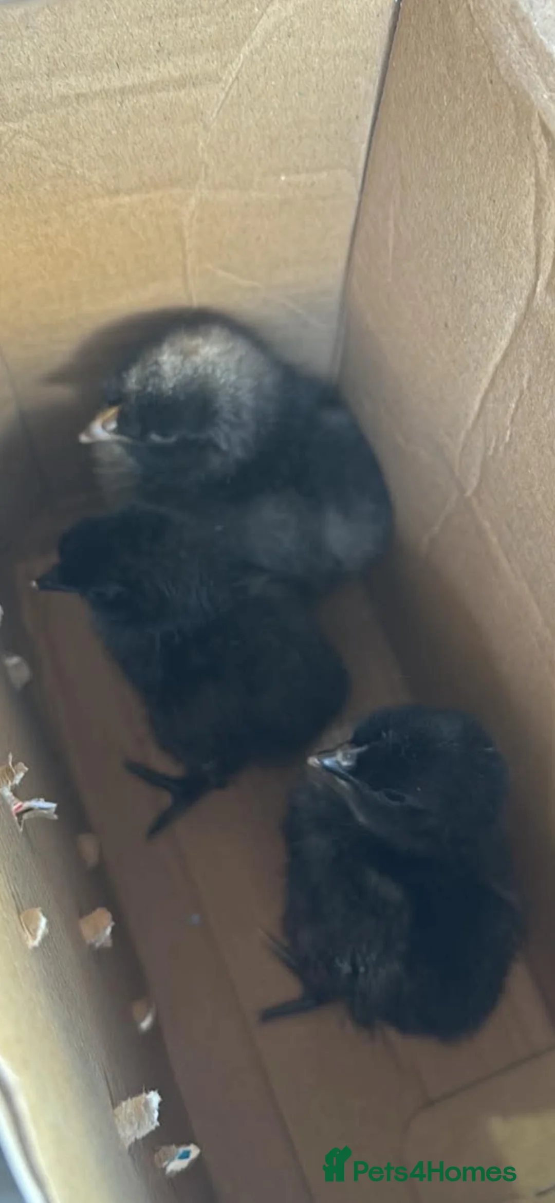 Chickens poultry for sale: Hybrid chicks and Pure bred for sale - Advert 4