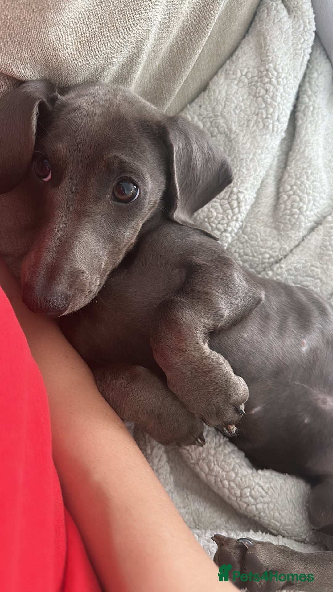Miniature Dachshund dogs for sale: Blue Minanture dachshund  - Image 6
