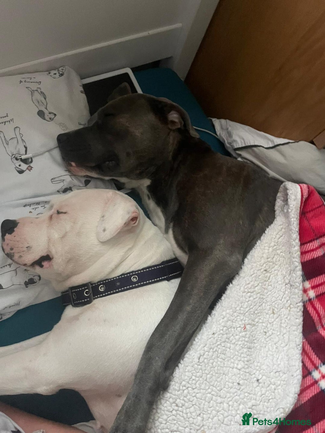 Mixed Breed dogs for sale: Looking for a safe, loving home for one dog - Advert 14