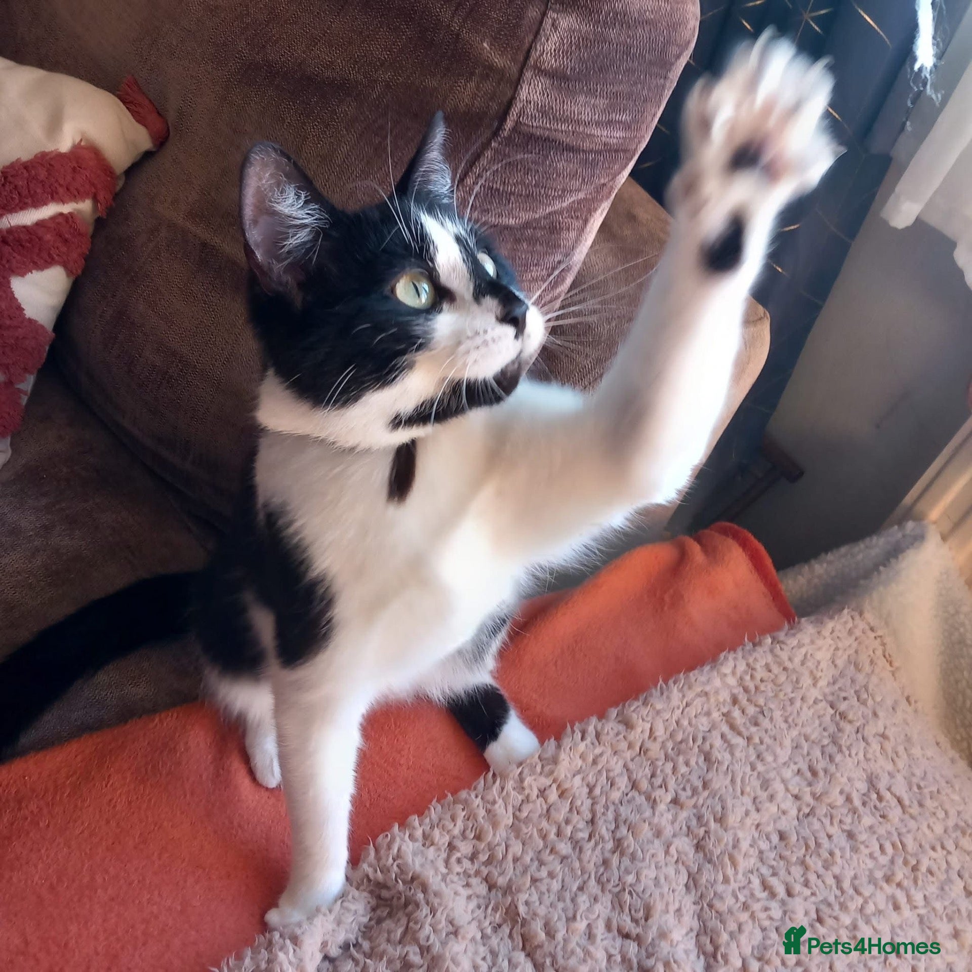 Mixed Breed cats Mixed Breed Beautiful Kittens - Advert 1