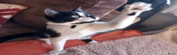 Mixed Breed cats for sale: Mixed Breed Beautiful Kittens - Advert 1