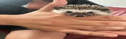 Pygmy Hedgehog rodents for sale: African Pygmy Hedgehog's (Ready to go!) (One left) - Advert 2