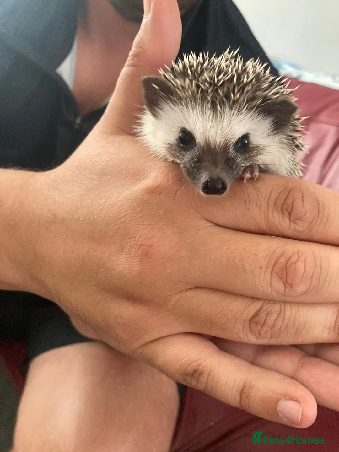 Pygmy Hedgehog rodents for sale: African Pygmy Hedgehog's (Ready to go!) (One left) - Advert 2