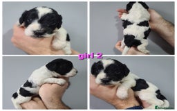 Cockapoo dogs for sale: F1 Cockapoos, Parti Roan. DNA HEALTH TESTED - Image 2