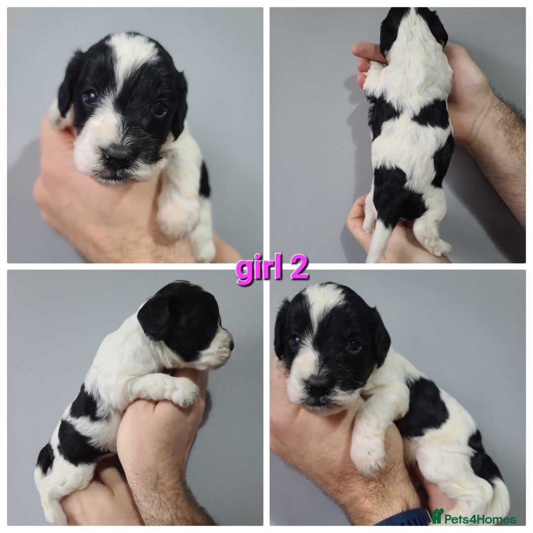 Cockapoo dogs for sale: F1 Cockapoos, Parti Roan. DNA HEALTH TESTED - Image 2