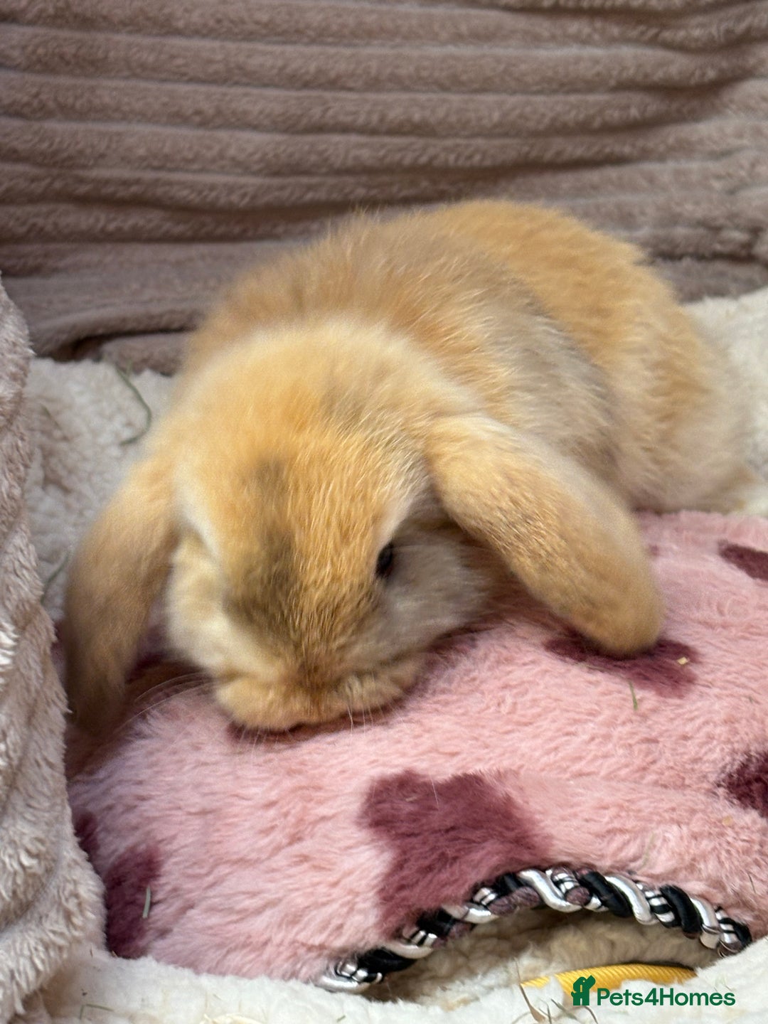 Mini Lop rabbits for sale: Gorgeous mini lops (show lines) vaccinated  - Advert 8